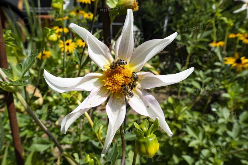 Star dahlia