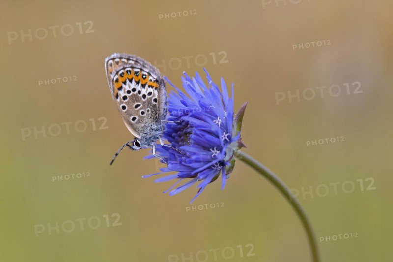 Silver-studded blue