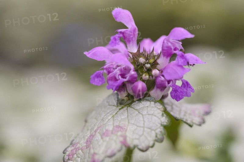 (Lamium maculatum), red nancy