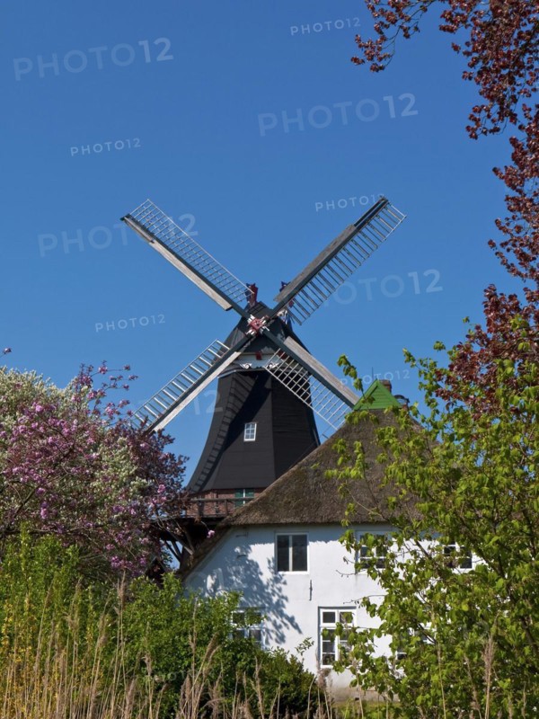 The windmill in Moorsee in spring