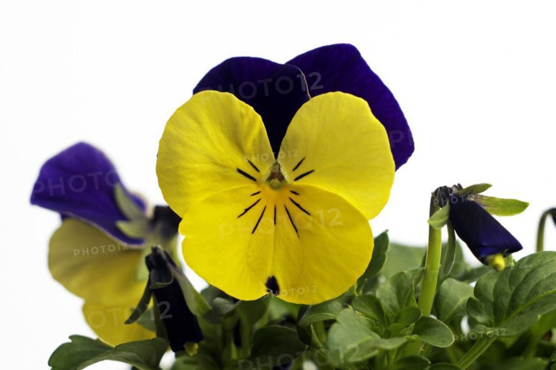 Horned pansy