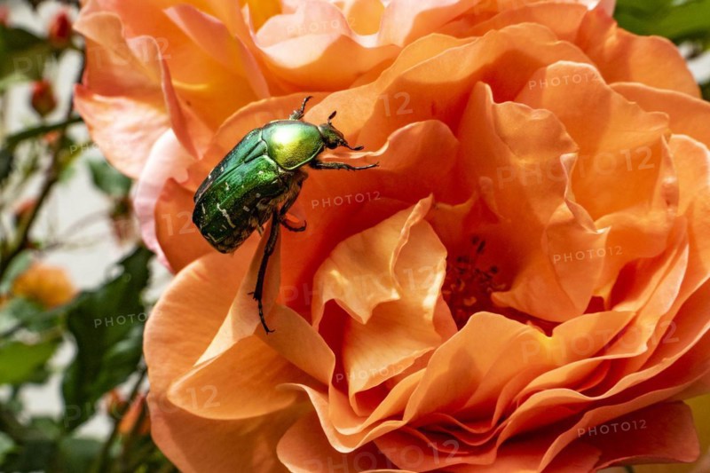 Rose beetle