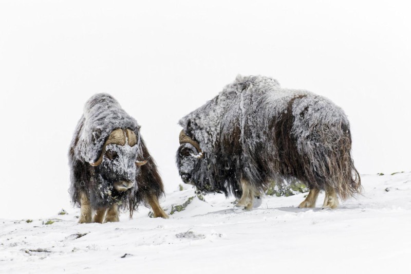 Muskox