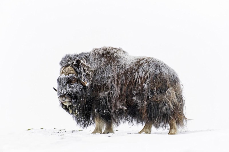 Muskox