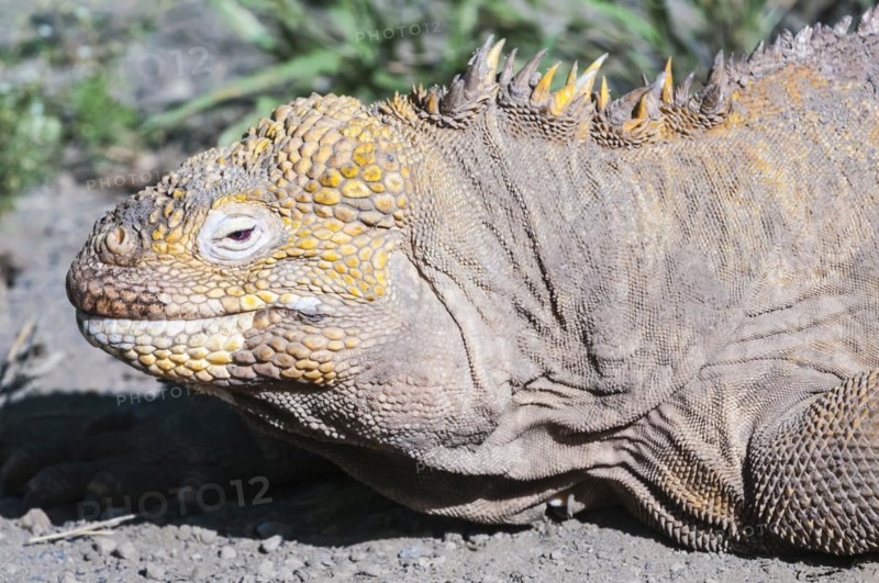 Galapagos land iguana