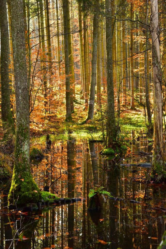 Autumn-coloured mixed forest reflected in a pond in the Westliche Waelder nature park Park near Ausgburg