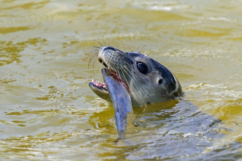Close-up of common seal
