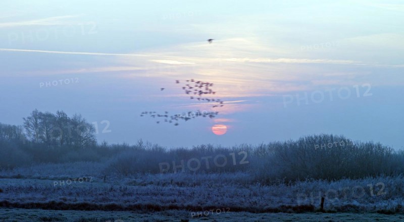 Wild geese in flight