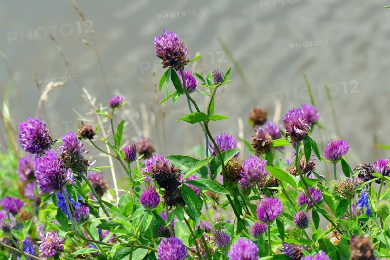 Red clover
