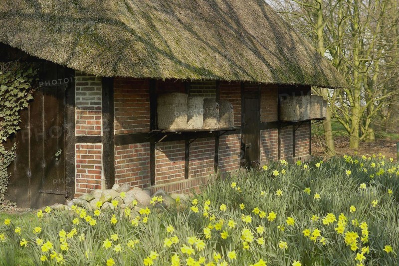 Half-timbered house with daffodils and beehives
