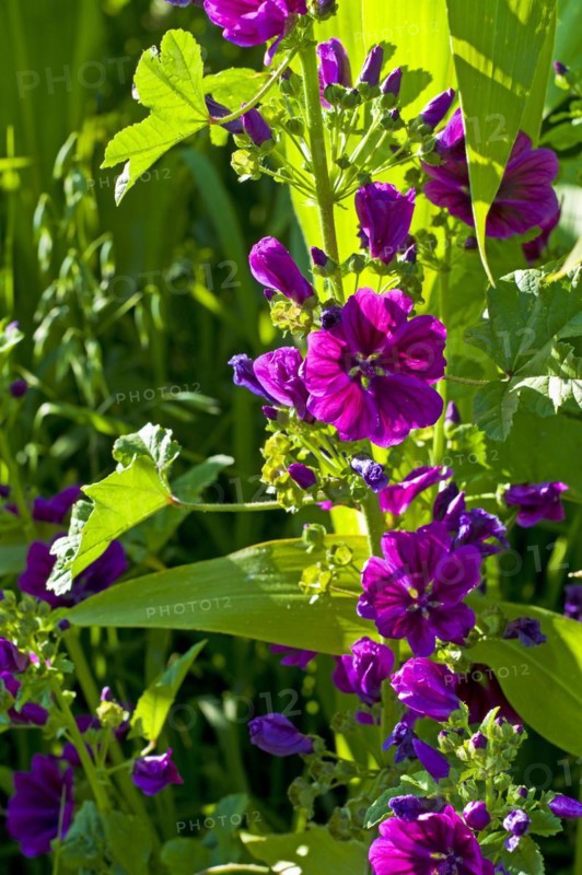 Mauritanian common mallow