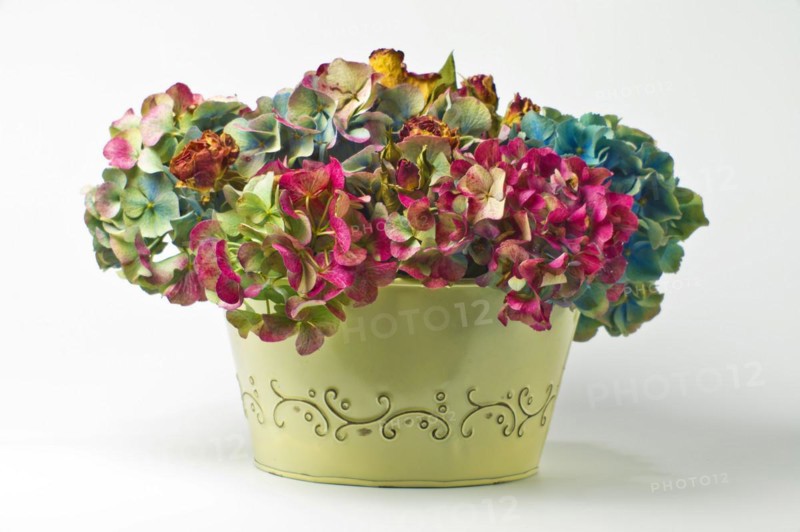 Dry Hydrangeas in Metal Vessel