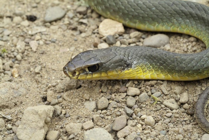 Eastern yellow-bellied racer