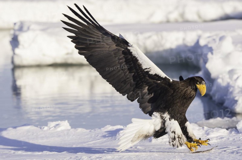 Steller Sea Eagle