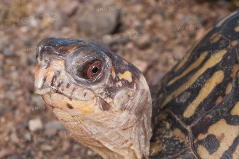 Eastern box turtle