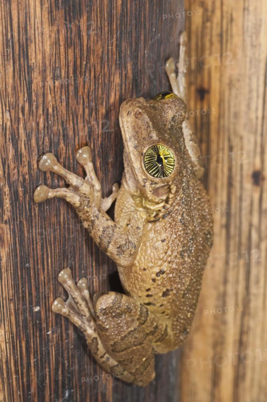 Giant broad-headed treefrog