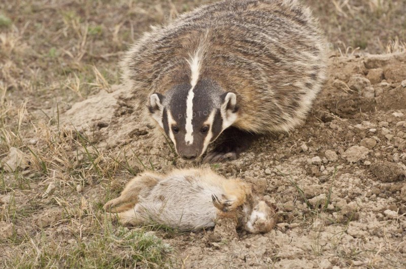 American badger