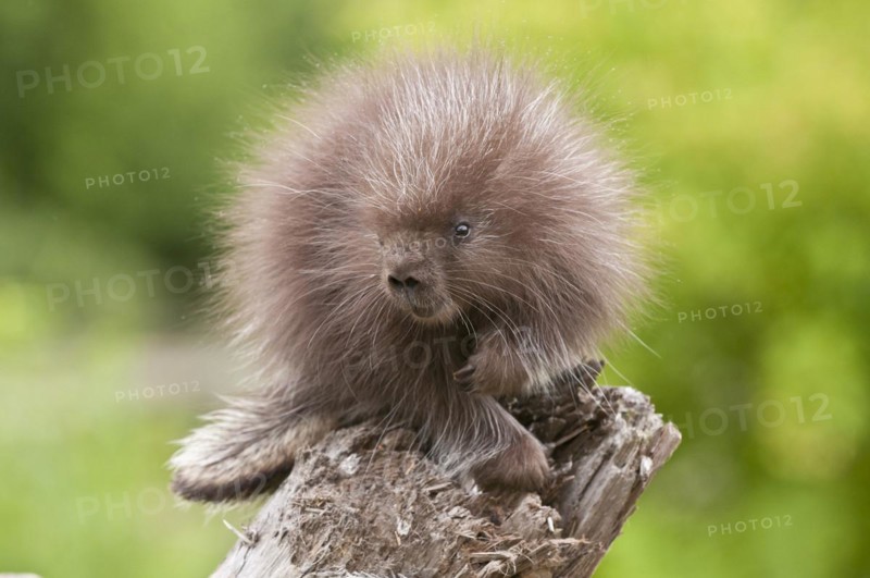 North American porcupine