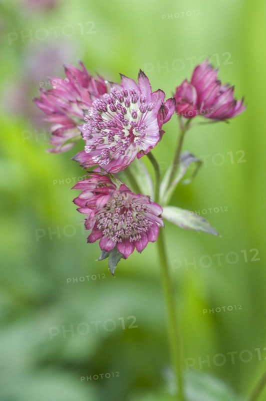 (Astrantia) major hadspens blood Hatties pincushion, masterwort