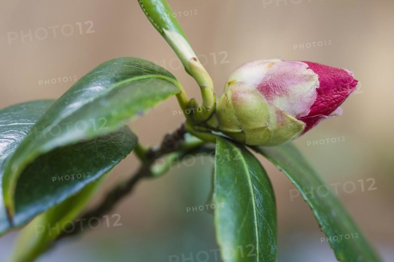 (Camellia japonica) Adolphe Audusson. Common Camellia. Close up of flower bud, showing some colour and beginning to open. Surrounded by bright green glossy leaves