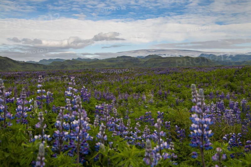 Fields with flowering nootka lupins