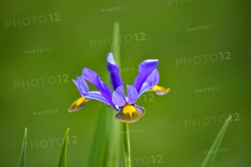 Small bulbous-rooted iris