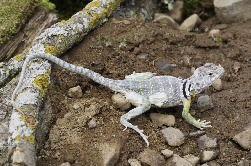 Eastern collared lizard