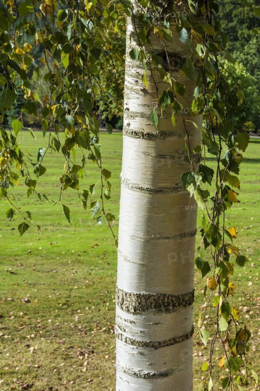 Tristis
