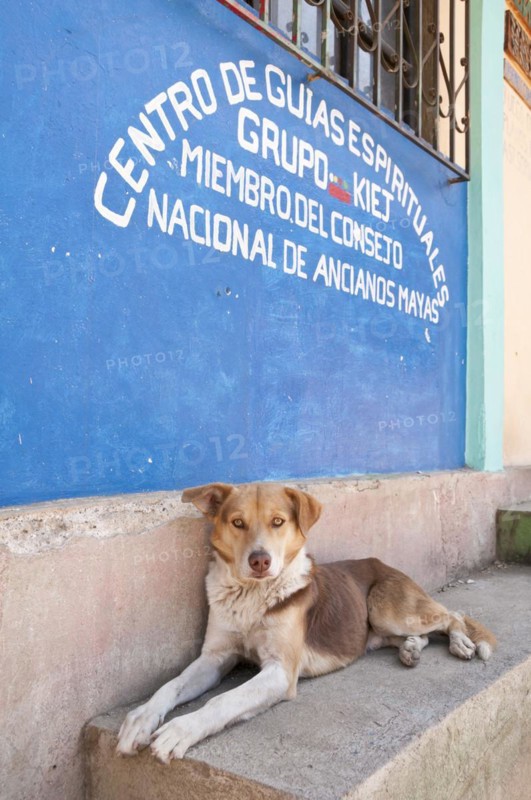 Stray dog outside the National Council of Mayan Elders building