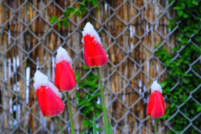 Tulips