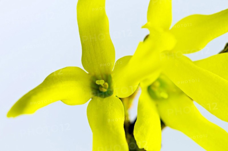 Forsythia
