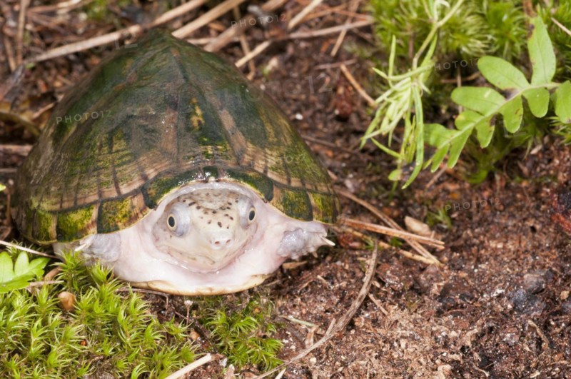 Loggerhead musk turtle