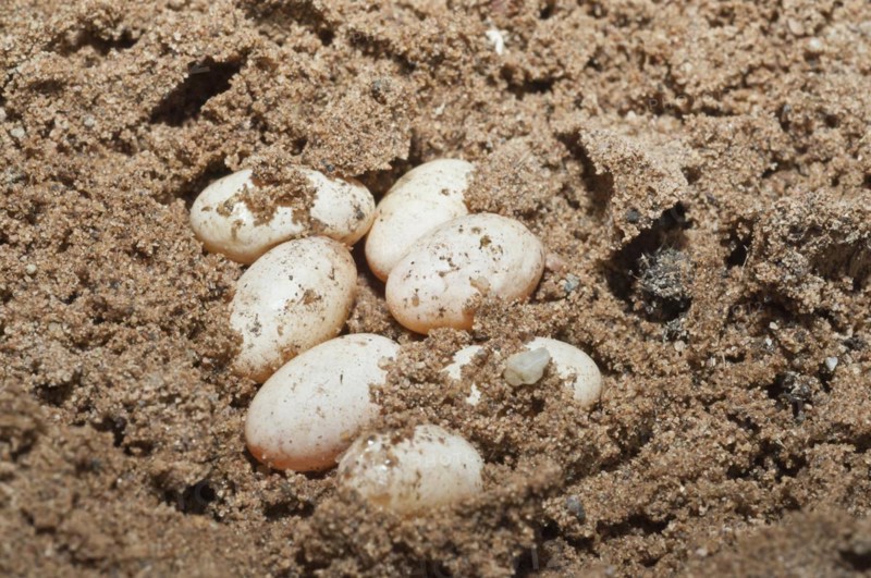 Prairie skink eggs