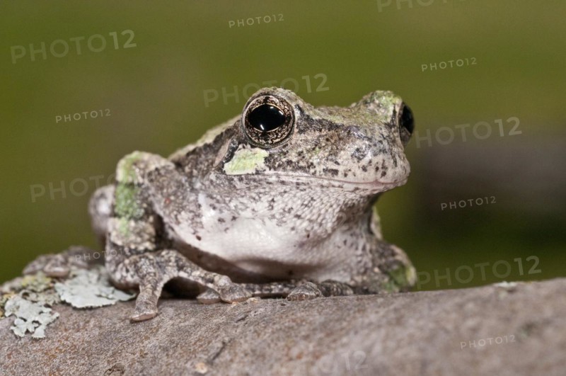 Gray tree frog