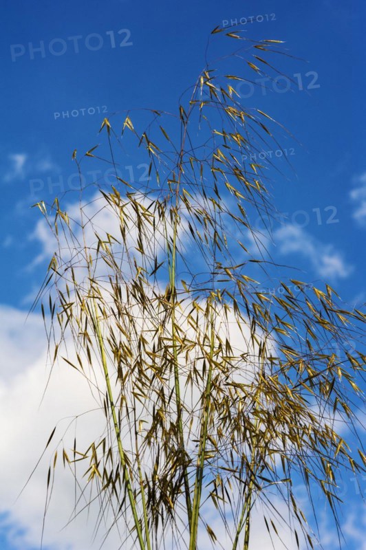 Gigantea Giant Feather Grass