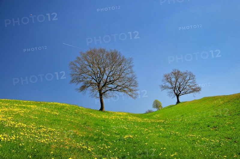 Spring meadow in the Bavarian foothills of the Alps