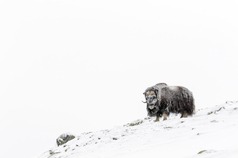 Muskox