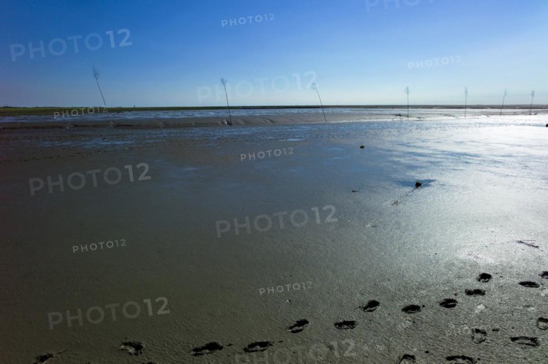 Footprints in the mudflats near Spieka Neufeld in the district of Cuxhaven