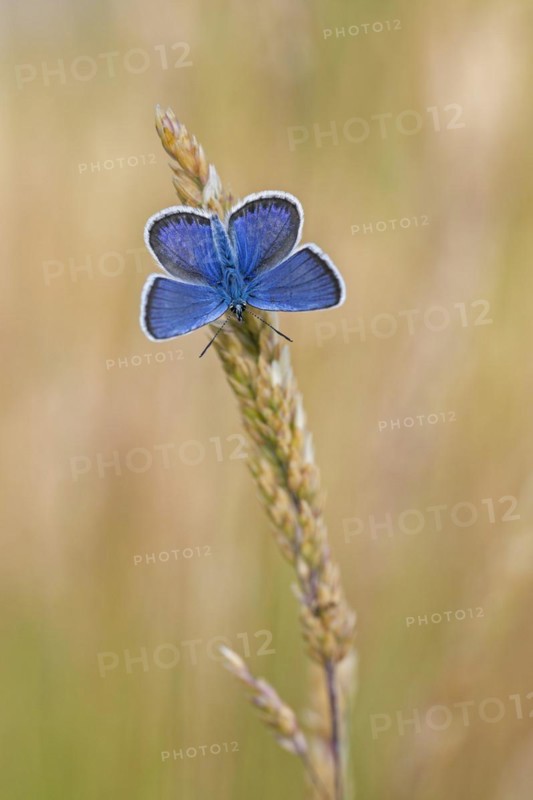 Silver-studded blue