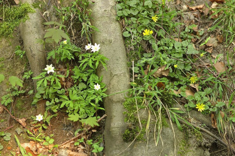 Bush Windroeschen Forest Floor