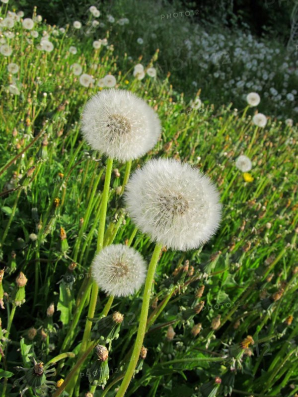 Common dandelion