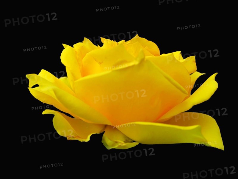 Yellow rose