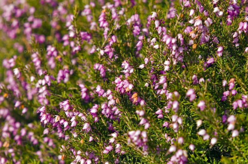 Winter heath