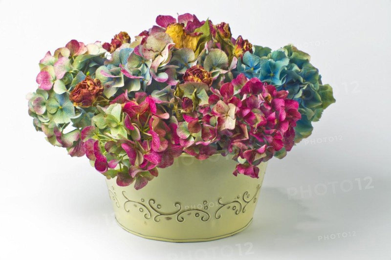 Dried hydrangeas