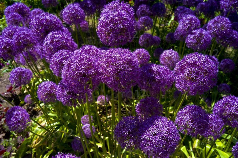 Ornamental leek