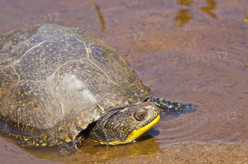 Blandings turtle