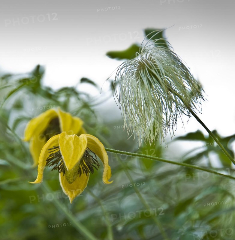 Clematis orientalis