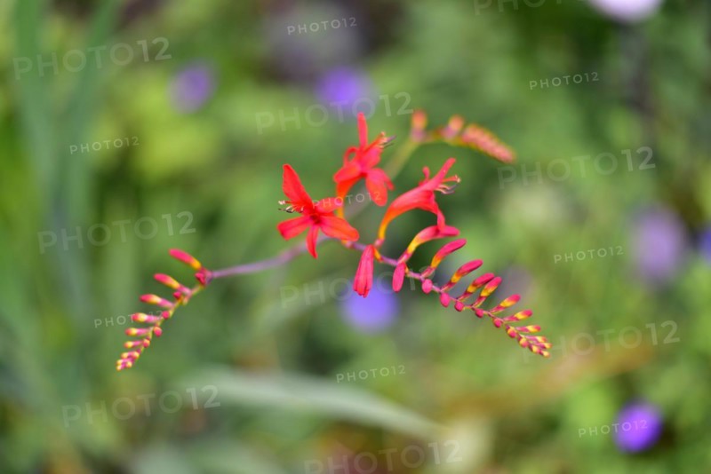 Flower of a Montbretia