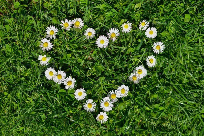 Common daisy