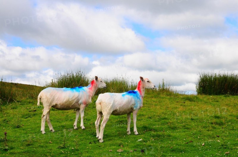 Sheep in a pasture in the Yorkshire Dales